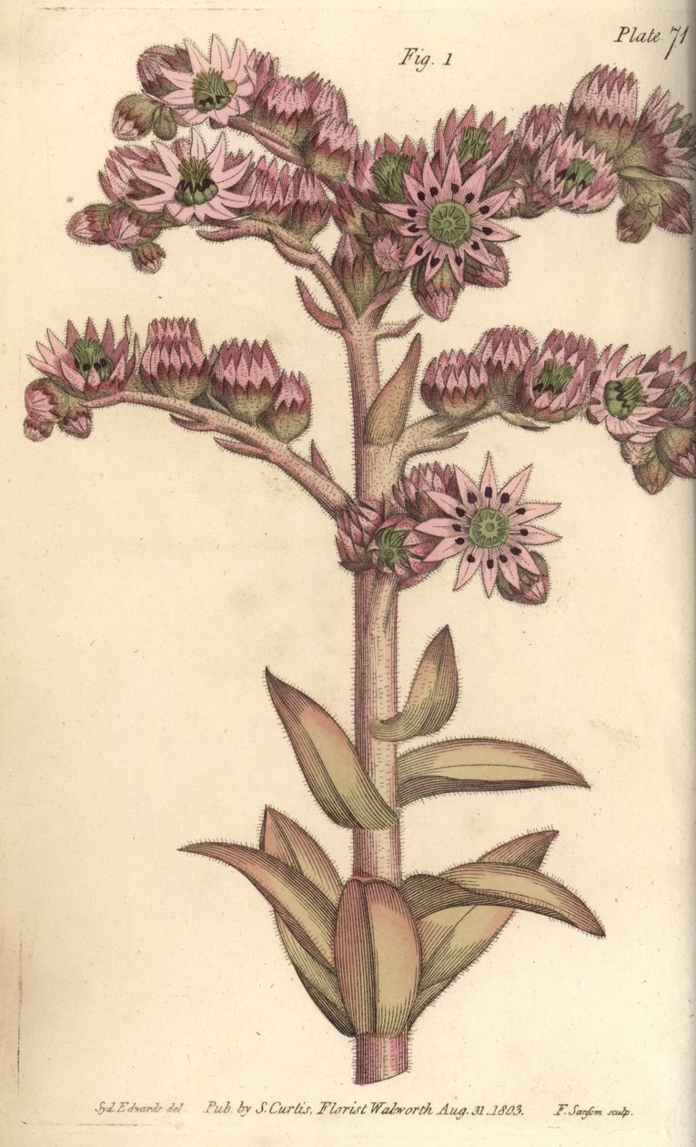 Huonepurjo, Sempervivum tectorum, Dodecagynia, hermafrodiittikukka, jossa on 12 emilaa. F. Sansomin käsinvärinen kuparikaiverrus Sydenham Edwardsin kasvitieteellisestä kuvituksesta William Curtisin kasvitieteen luentoihin, sellaisena kuin se on toimitettu  tekijältä Sydenham Teast Edwards