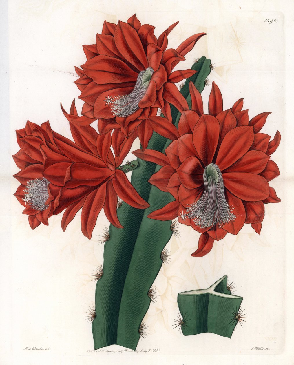 Hybrid Disocactus (cactus orchidee) - S.Wattsin kaivertama levy Sarah Anne Draken (1803-1857) kuvituksesta, Englannin Sydenham Edwardsin (1768-1819) kasvitieteellisestä rekisteristä tekijältä Sydenham Teast Edwards