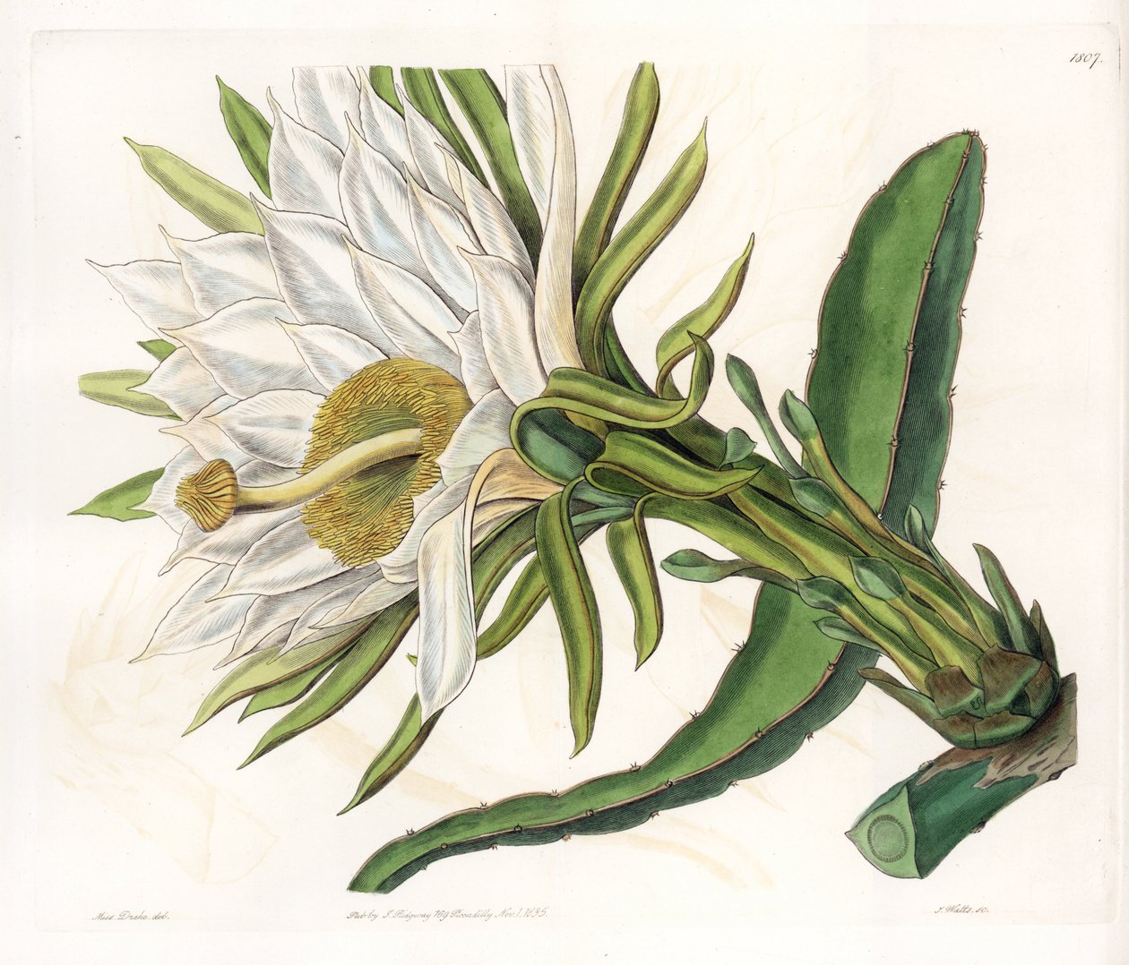 Hylocereus-kukka, epifyyttisen kaktuksen lajike - S.Wattsin kaivertama levy Sarah Anne Draken (1803-1857) kuvituksesta, Englannin Sydenham Edwardsin (1768-1819) kasvitieteellisestä rekisteristä tekijältä Sydenham Teast Edwards