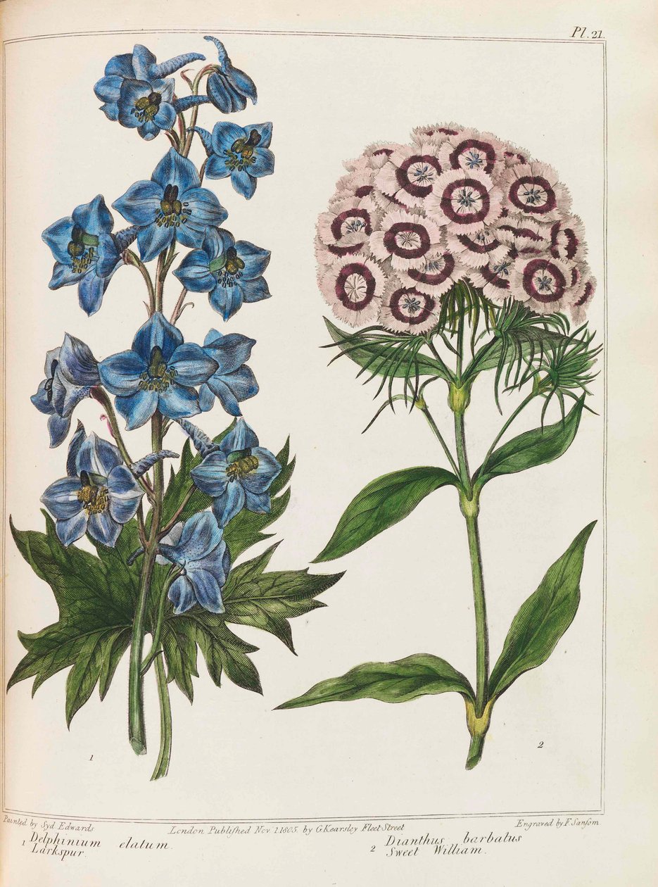 Kuvitus Alexander McDonaldin käytännön puutarhanhoidosta, 1807. tekijältä Sydenham Teast Edwards