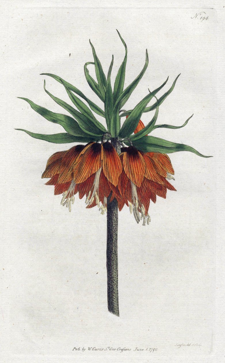 Imperial Fritillary tai Imperial Crown - Sydenham Edwardsin litografia (1768-1819), levy William Curtisin kasvitieteellisestä lehdestä (1746-1799) tekijältä Sydenham Teast Edwards
