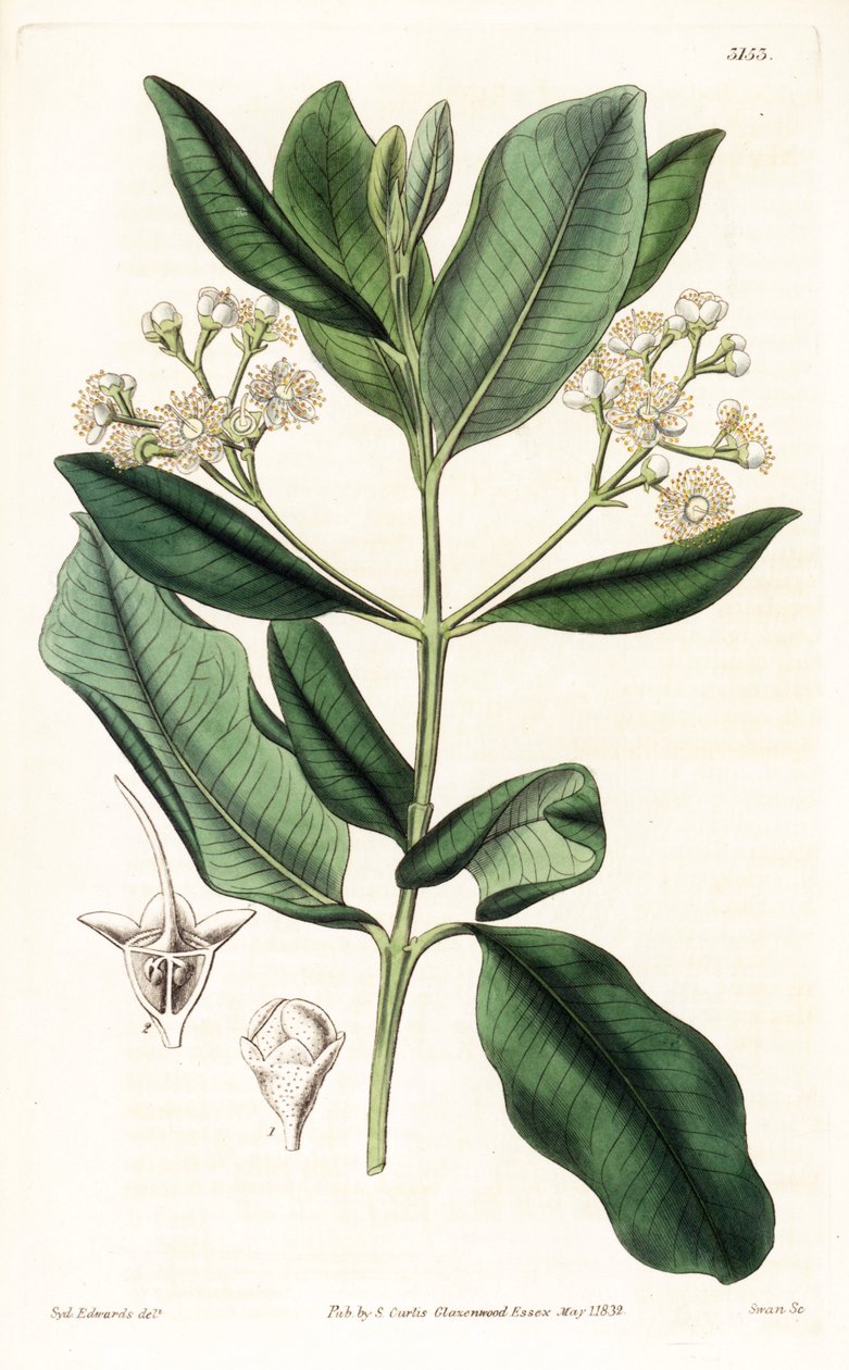 Indian Wood - Lahden rommipuu, Pimenta racemosa (villi neilikkapuu, Myrcia acris), kotoisin Karibiasta. Swanin käsinvärinen kuparikaiverrus Sydenham Edwardsin kuvituksen jälkeen Samuel Curtisin "" Botanical Magazine" -lehdestä Lontoossa tekijältä Sydenham Teast Edwards