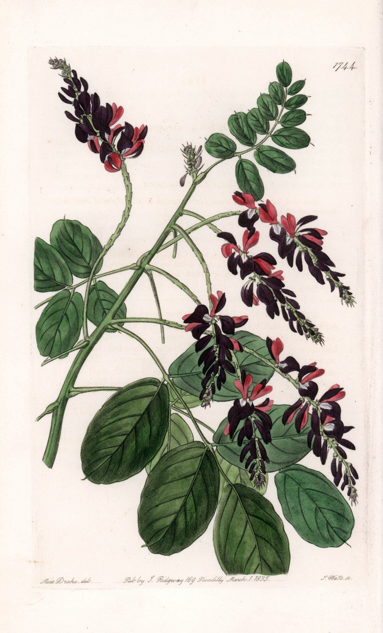 Indigofera Variete - S.Wattsin kaivertama levy Sarah Anne Draken (1803-1857) kuvituksesta, Englannin Sydenham Edwardsin (1768-1819) kasvitieteellisestä rekisteristä tekijältä Sydenham Teast Edwards