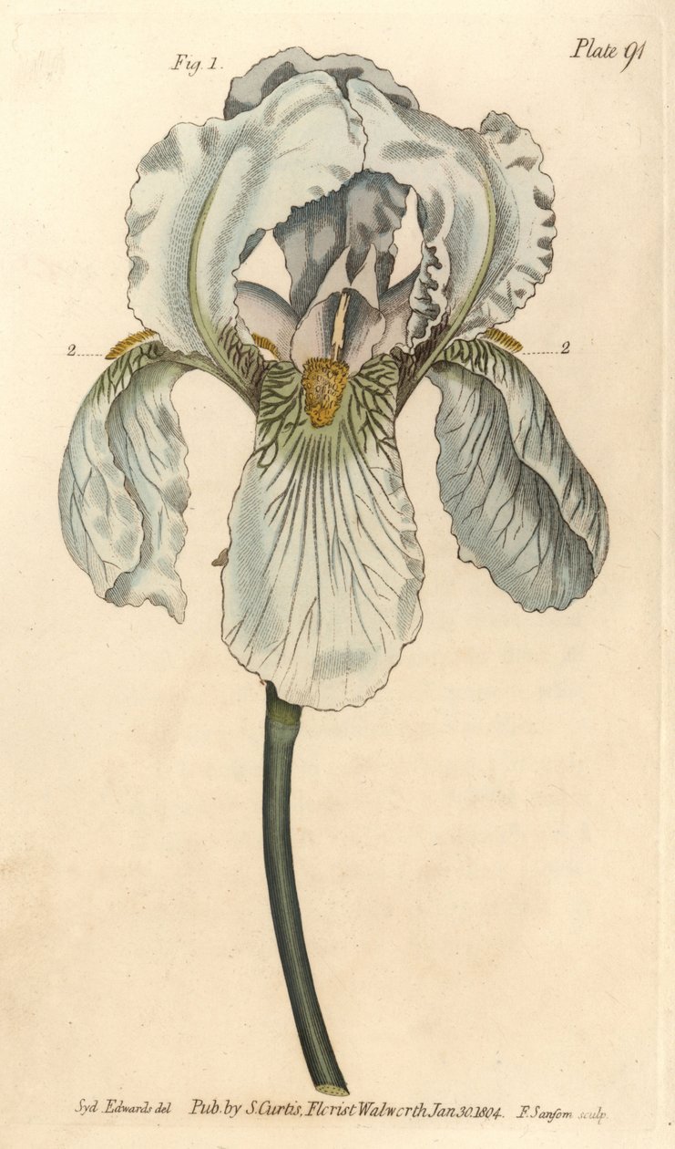 Iris florentina, Iris germanica nothovar. F. Sansomin käsinvärinen kuparikaiverrus Sydenham Edwardsin kasvitieteellisestä kuvituksesta William Curtisin kasvitieteen luentoihin, sellaisena kuin se on toimitettu Lambethin kasvitieteellisessä puutarhassa tekijältä Sydenham Teast Edwards