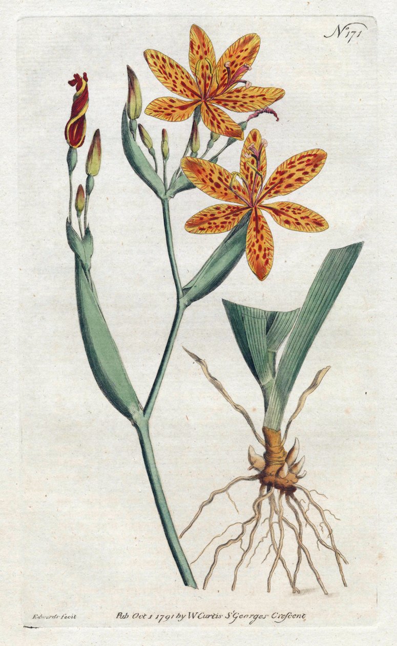 Iris-leopardi tai tiikerililja (Iris Domestica) - Sydenham Edwardsin (1768-1819) litografia, William Curtisin (1746-1799) kasvitieteellinen aikakauslehti tekijältä Sydenham Teast Edwards