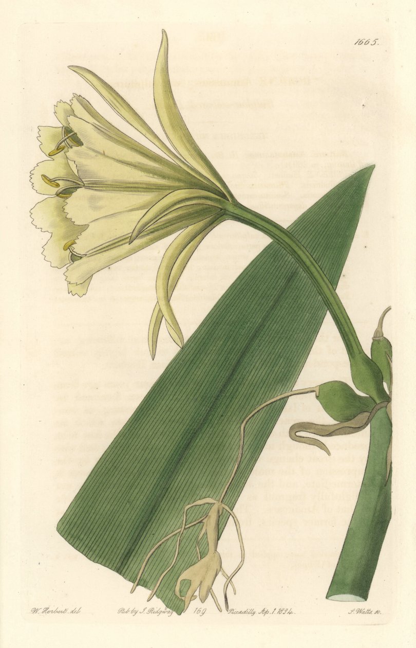 Ismene, Narcissus tai Perun narsissi – S. Wattsin vahva vesi Sarah Anne Draken (1803-1857) kuvituksesta kasvitieteellisestä rekisteristä tekijältä Sydenham Teast Edwards
