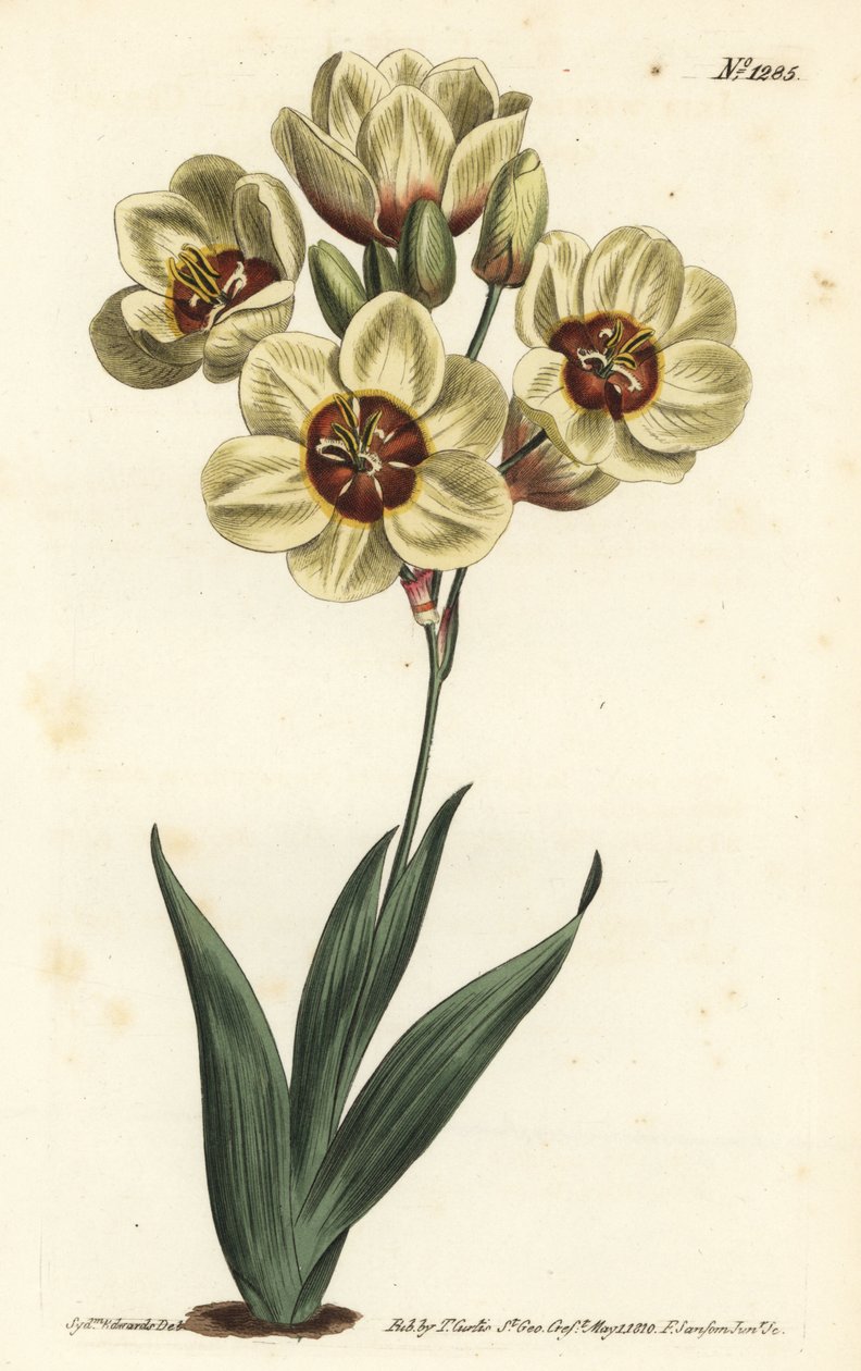 Ixia abbreviata (kermanvärinen täplikäs ixia, Ixia maculata v. ochroleuca). F. Sansom Jr.:n käsinvärinen kuparikaiverrus Sydenham Edwardsin kuvituksen jälkeen William Curtisin kasvitieteellisestä lehdestä, T. Curtis, Lontoo tekijältä Sydenham Teast Edwards