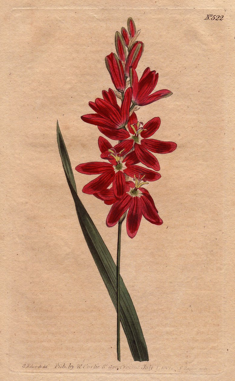 Ixia karmiininpunainen tai vanhentunut kukka, väri tumma ecarlate. Crimson ixia tai levittyvä-kukkainen ixia, jossa on syvät karmiininpunaiset kukat. Ixia patens. Käsinvärinen kuparikaiverrus Sydenham Edwardsin kasvitieteellisestä kuvituksesta William Curt tekijältä Sydenham Teast Edwards