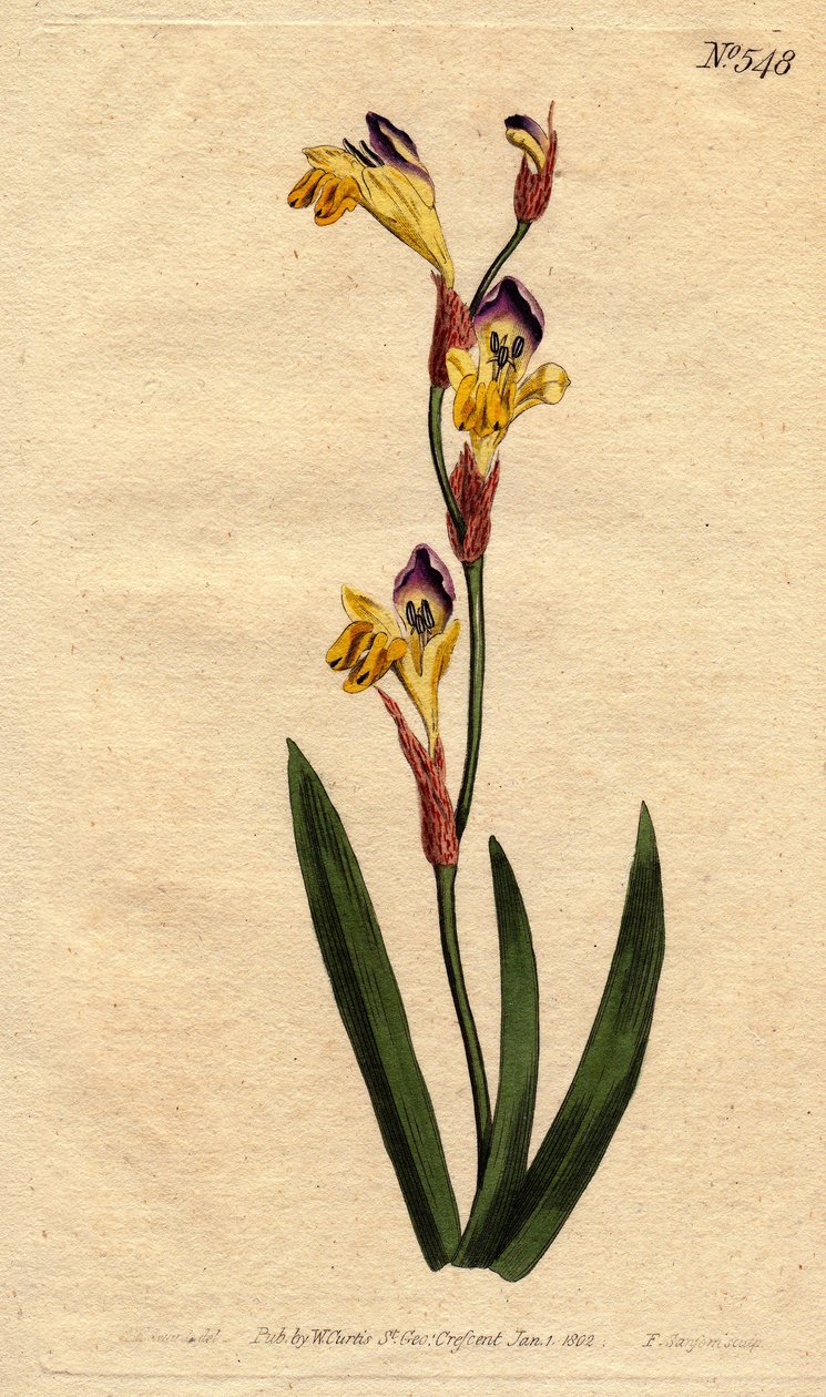 Ixia on ringente corolla keltaisen violetti ja ruskea värit. Ringgent ixia keltaisilla, violeteilla ja ruskeilla kukilla. Ixia bicolor. Käsinvärinen kuparikaiverrus Sydenham Edwardsin kasvitieteellisestä kuvituksesta William Curtisin "" Botanical Magazine  tekijältä Sydenham Teast Edwards