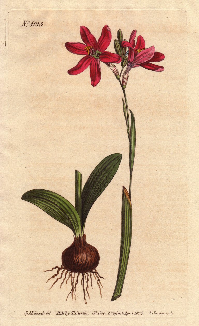 Ixia pinkki. Etelä-Afrikan liljoista, joita kuvataan sipulilla ja lehdillä. Ruusunvärinen ixia, kaunis vaaleanpunainen kukka liljaperheestä Etelä-Afrikasta, kuvassa sipuli ja lehdet vasemmalla. Ixia latifolia (Ixia capillaris). Käsinvärinen kuparilevy fi tekijältä Sydenham Teast Edwards