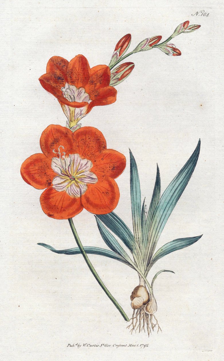 Ixie orangee - Sydenham Edwardsin (1768-1819) litografia, levy William Curtis