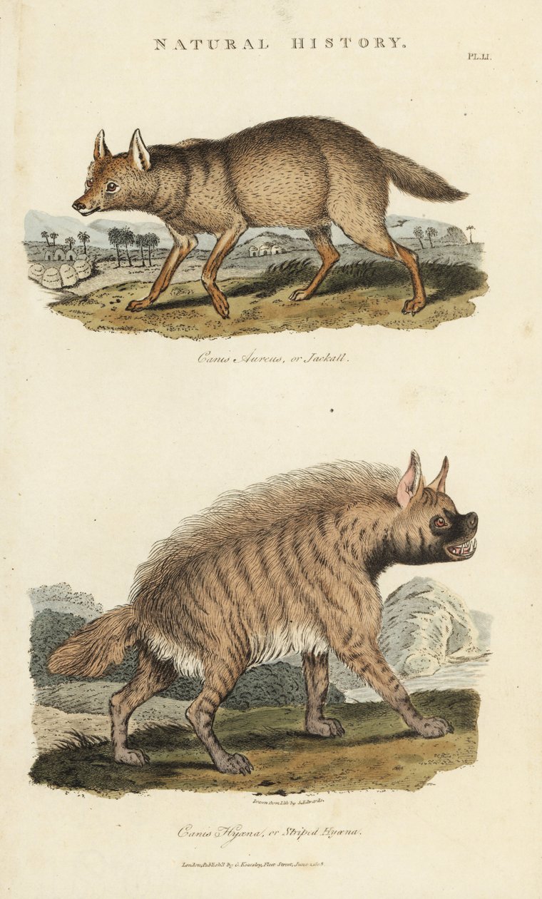 Jackal dore ja hyene - Kultainen sakaali, Canis aureus ja raidallinen hyeena, Hyaena hyaena. Käsinvärinen kuparikaiverrus Sydenham Edwardsin mukaan John Mason Goodin Pantologiasta, a New Encyclopedia, G. Kearsley, Lontoo tekijältä Sydenham Teast Edwards