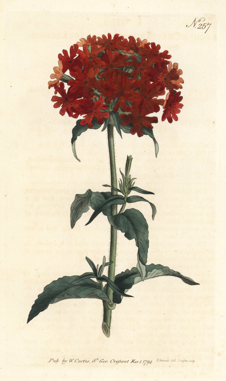 Jerusalemin risti - Polttava rakkaus, Silene chalcedonica (Scarlet lychnis, Lychnis chalcedonica). Sansomin käsinvärinen kuparikaiverrus Sydenham Edwardsin kuvituksen jälkeen William Curtisin kasvitieteellisestä lehdestä Lontoosta tekijältä Sydenham Teast Edwards