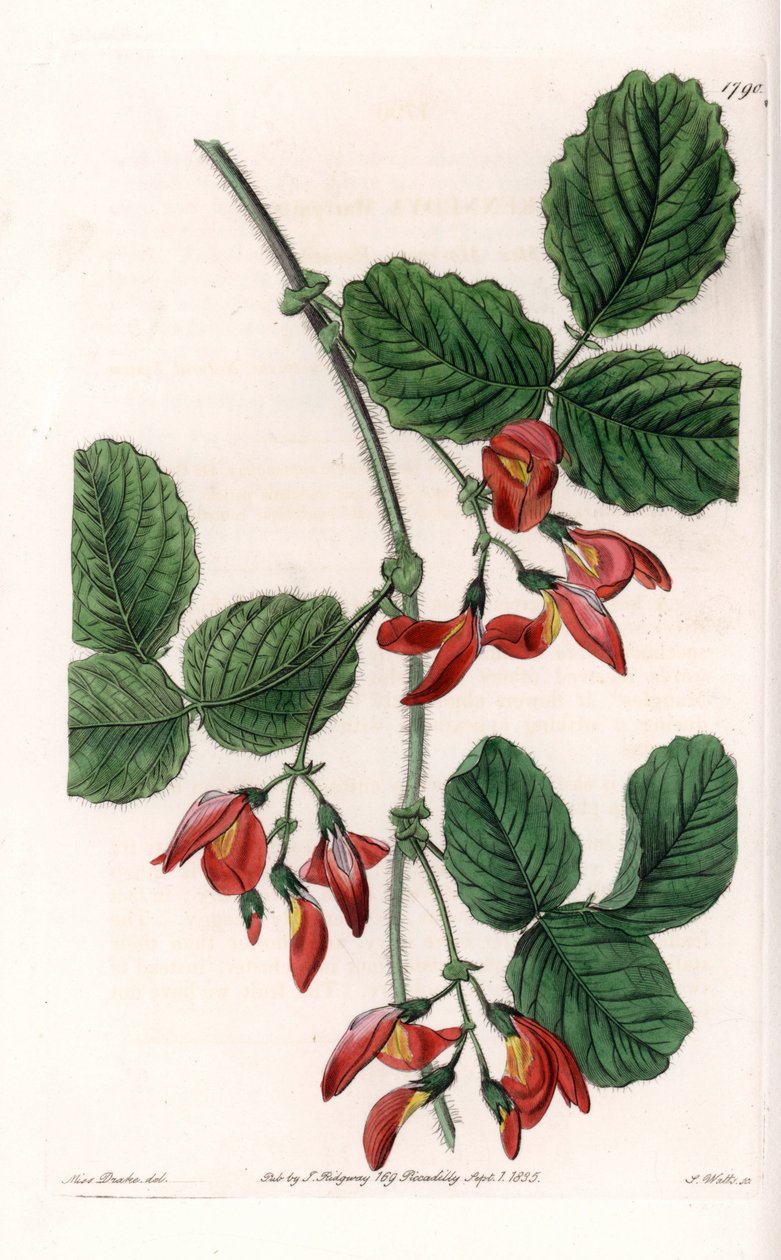 Kennedia macrophylla, Australiasta kotoisin oleva kasvi, harvinainen uhanalainen laji - S. Wattsin kaivertama levy, Sarah Anne Draken (1803-1857) kuvituksesta, Englannin Sydenham Edwardsin (1768-1819) kasvitieteellisestä rekisteristä tekijältä Sydenham Teast Edwards