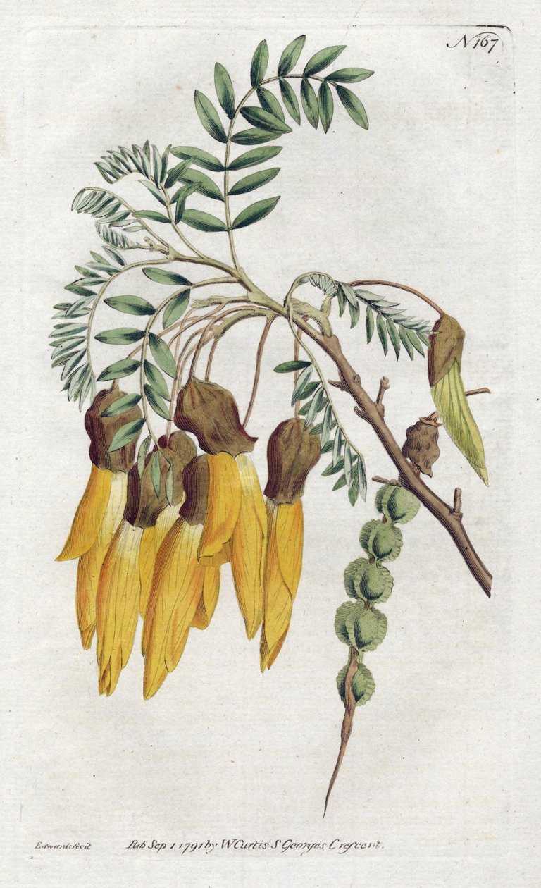 Kowhai, sophora-lajike Uudesta-Seelannista - Sydenham Edwardsin (1768-1819) litografia, William Curtisin (1746-1799) kasvitieteellinen aikakauslehti tekijältä Sydenham Teast Edwards