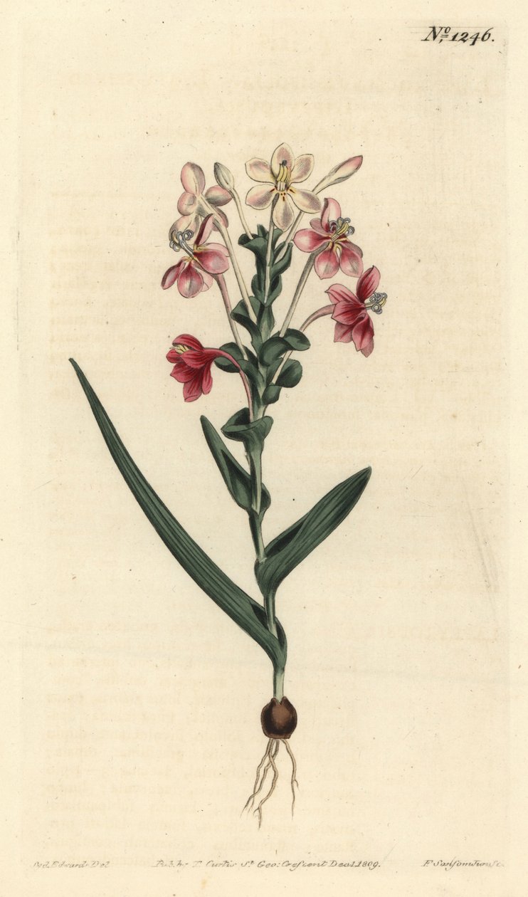 Lapeirousia pyramidalis (lehtinen piikkilapeyrousia, Lapeyrousia fissifolia). F. Sansom Jr.:n käsinvärinen kuparikaiverrus Sydenham Edwardsin kuvituksen jälkeen William Curtisin kasvitieteellisestä lehdestä, T. Curtis, Lontoo tekijältä Sydenham Teast Edwards