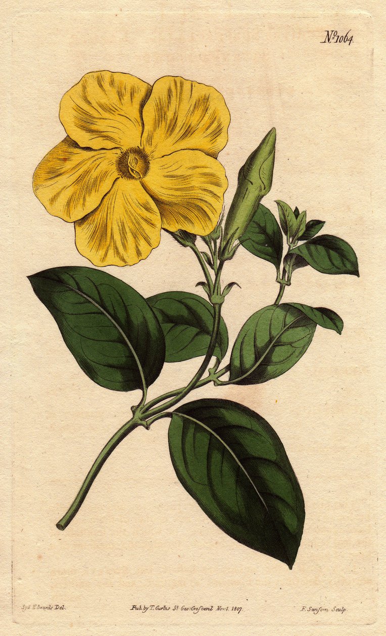 Suuri kirkkaan keltainen savannikukka, kotoisin Jamaikasta ja Santo Domingosta. Suurempi savannikukka kirkkaalla keltaisella kukalla, kotoisin Jamaikan ja St. Domingon savanneista. Echites suberecta. Handcolored kuparilevykaiverrus kasvitieteellisestä kuva tekijältä Sydenham Teast Edwards