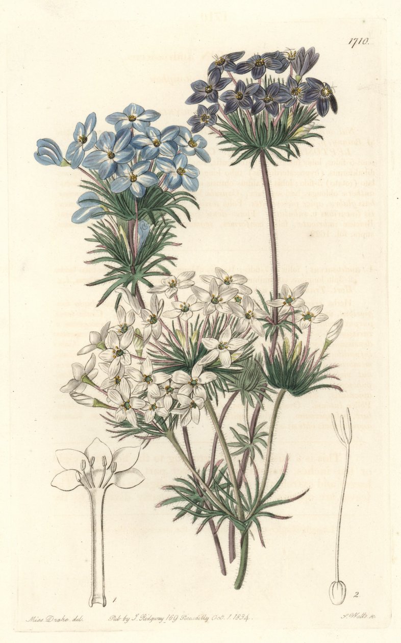 Leptosiphon androsace, kotoisin Kaliforniasta - S. Wattsin vesi Sarah Anne Draken (1803-1857) kuvituksesta kasvitieteellisestä rekisteristä tekijältä Sydenham Teast Edwards