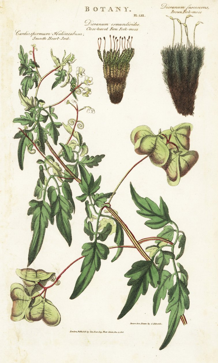 Intian Liane-sydän tai peas de coeur et deux variete de mousses - Ilmapallokasvi tai sileäsydänsiemen, Cardiospermum halicacabum, lähilehtinen saniainen, Dicranum osmundioides ja ruskea haarukkasammal, Dicranum fuscescens. Käsinvärinen kuparikaiverrus tekijältä Sydenham Teast Edwards