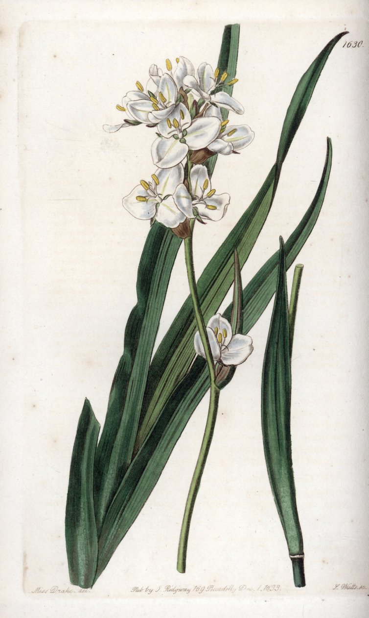 Libertia, endeeminen Chilessä - Kaiverrus S.Watts, Sarah Anne Draken (1803-1857) kuvituksesta, Englannin Sydenham Edwardsin (1768-1819) kasvitieteellisestä rekisteristä tekijältä Sydenham Teast Edwards