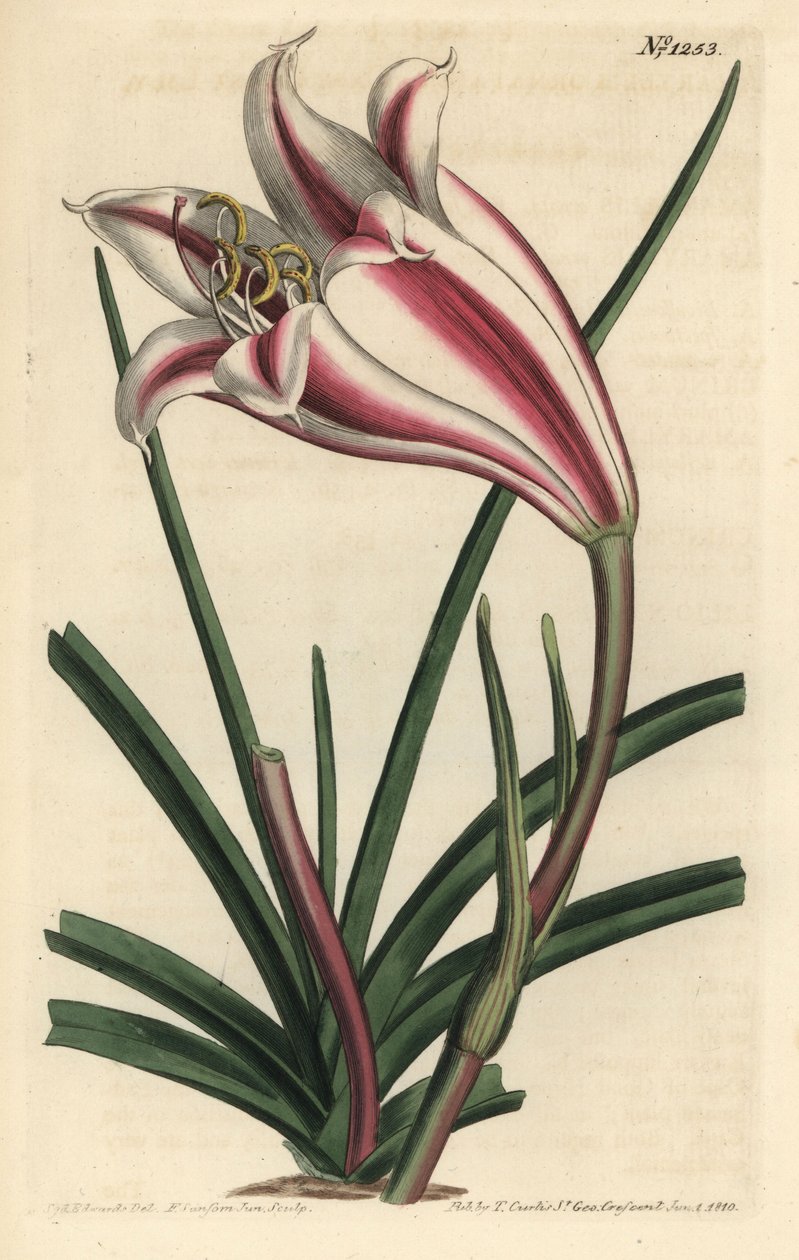 Liljamuunnos - Cape coast lily, Crinum ornatum (Amaryllis ornata). F. Sansom Jr:n käsin värjätty kuparipiirros Sydenham Edwardsin kuvituksen mukaan, William Curtis