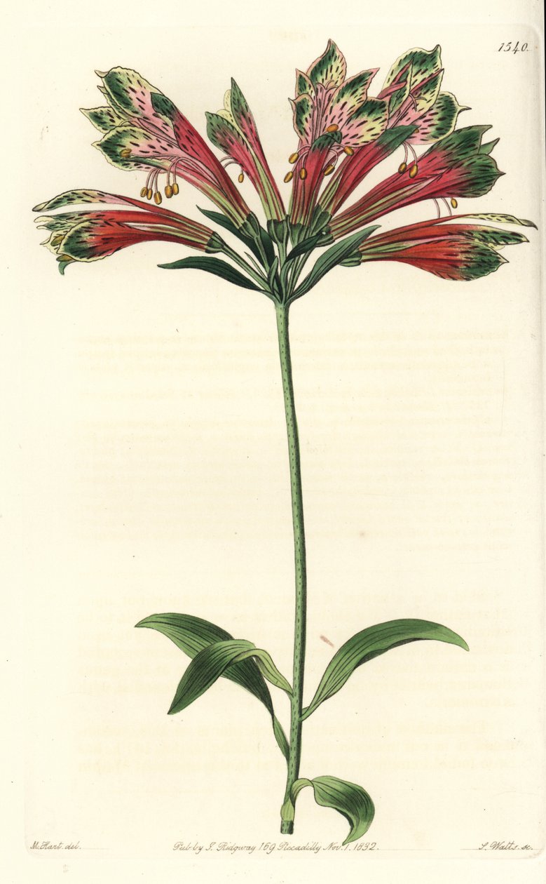 Inkojen tai Perun lilja (alstroemere tai alstroemerie) - Perun lilja, Alstroemeria pulchella (Parrot alstroemeria, Alstroemeria psittacina). S. Wattsin käsinvärinen kuparikaiverrus M. Hartin kuvituksen jälkeen Sydenham Edwardsin Botanicalista tekijältä Sydenham Teast Edwards