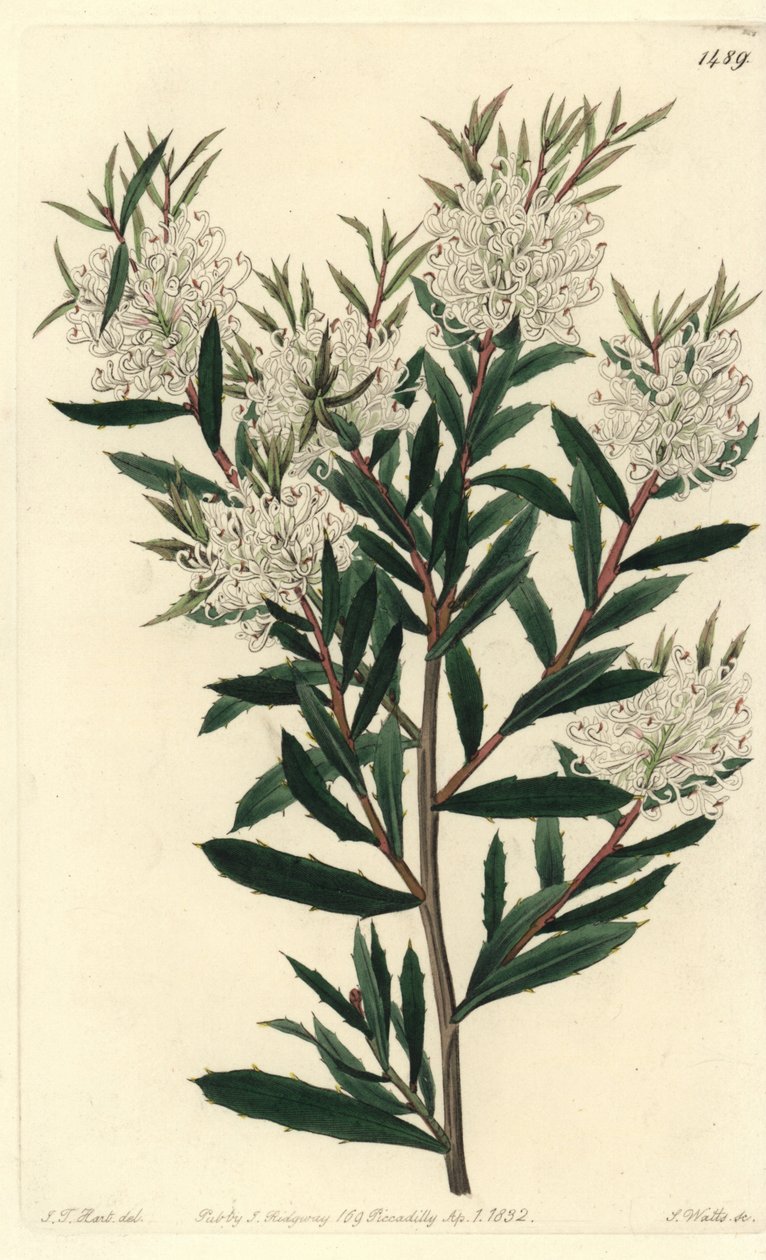 Linaarilehtinen hakea, Hakea linearis. S. Wattsin käsinvärinen kuparikaiverrus J.T. Hart Sydenham Edwardsin kasvitieteellisestä rekisteristä, Ridgeway, Lontoo tekijältä Sydenham Teast Edwards