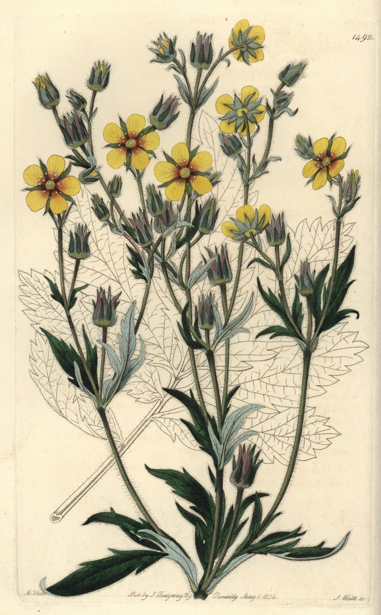 Pitkälehtinen cinquefolia variete - Potentilla longifolia (Viscid cinquefolia, Potentilla viscosa). S. Wattsin käsinvärinen kuparikaiverrus M. Hartin kuvituksen jälkeen Sydenham Edwardsin kasvitieteellisestä rekisteristä, Ridgeway, Lontoo tekijältä Sydenham Teast Edwards