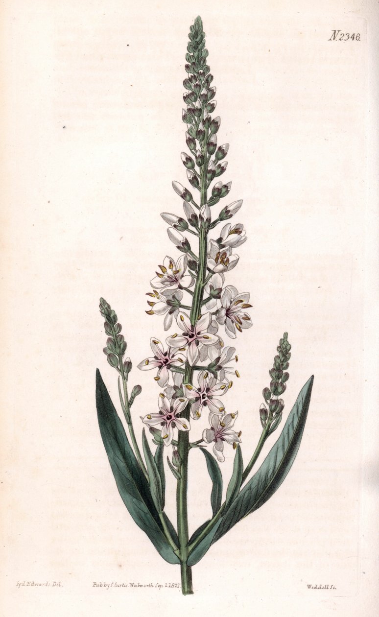 Lysimaque ephemere - Hopea- tai pajulehtinen luhta, Lysimachia ephemerum. Weddellin käsin tekemä kuparikaiverrus Sydenham Edwardsin kuvituksen mukaan Samuel Curtisin "Botanical Magazine" -lehdestä, Lontoo. tekijältä Sydenham Teast Edwards