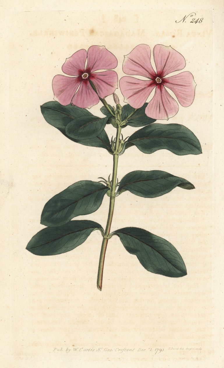 Madagaskarin periwinkle - Madagaskarin periwinkle, Catharanthus roseus (Vinca rosea). Sansomin käsin tekemä kuparikaiverrus Sydenham Edwardsin kuvituksen mukaan, William Curtis