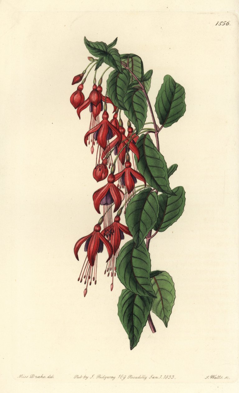 Magellan fuksia - Hummingbird fuksia, Fuchsia magellanica (ilmapallokukkainen fuksia, Fuchsia globosa). S. Wattsin käsinvärinen kuparikaiverrus Miss Sarah Draken kuvituksen jälkeen Sydenham Edwardsin kasvitieteellisestä rekisteristä, Ridgeway, Lontoo tekijältä Sydenham Teast Edwards