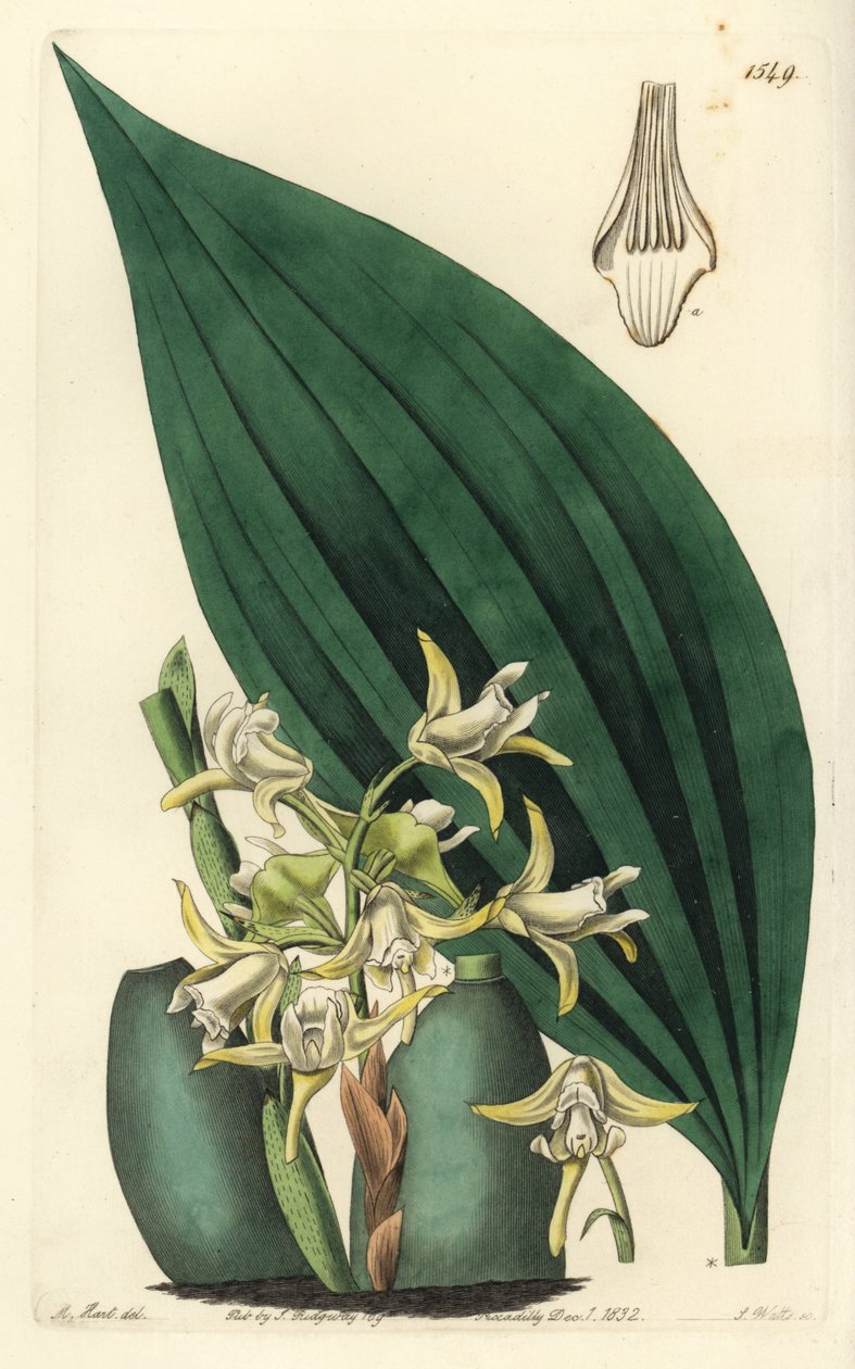 Maxillaria palmifolia orkidea (Vaaleankeltainen maxillaria, Maxillaria decolor). S. Wattsin käsin tekemä kuparipiirros M. Hartin kuvituksen mukaan, Sydenham Edwards