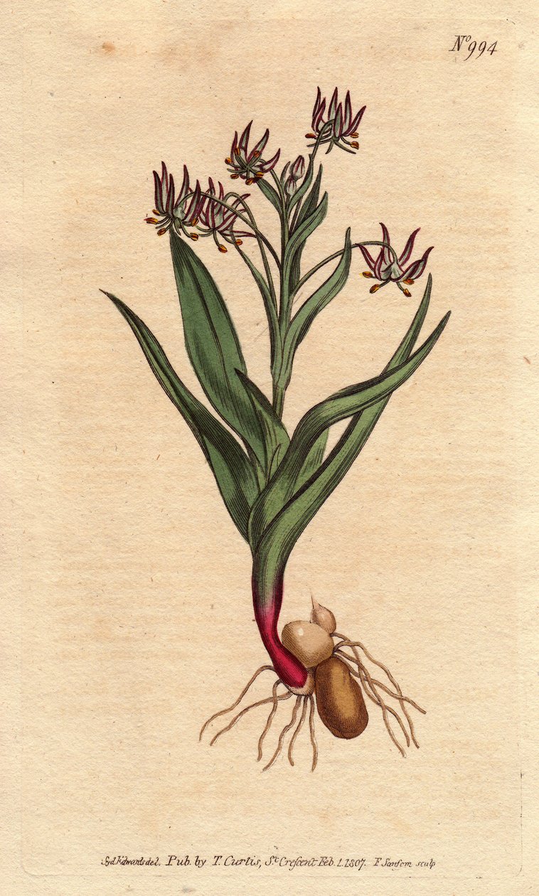 Melanthium haarautunut, jossa monia pieniä kukkia lila, sipuli ja juuret. Haaroittuva melanthium, jossa on monia pieniä lila kukkia, sipuleita ja juurirakenne. Ornithoglossum viride (Melanthium viride) Käsinvärinen kuparilevykaiverrus kasvitieteellisestä k tekijältä Sydenham Teast Edwards