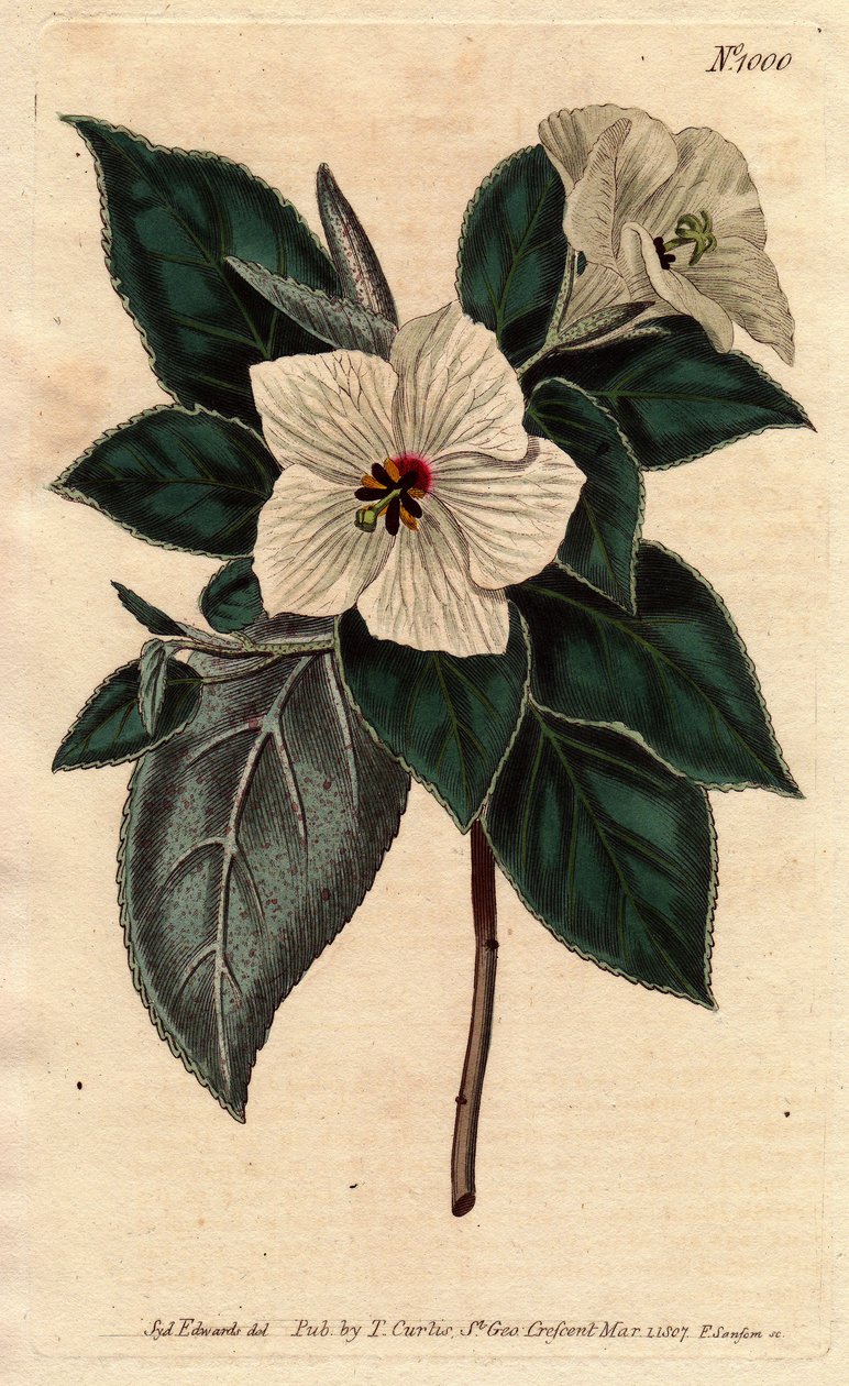 Melhania Saint Helena valkoisilla kukilla.St. Helena Punainen puu valkoisilla kukilla. Melhania erythroxylon. Käsinvärinen kuparikaiverrus Sydenham Edwardsin kasvitieteellisestä kuvituksesta William Curtisin "" Botanical Magazine -lehdestä" 1790-1800. tekijältä Sydenham Teast Edwards