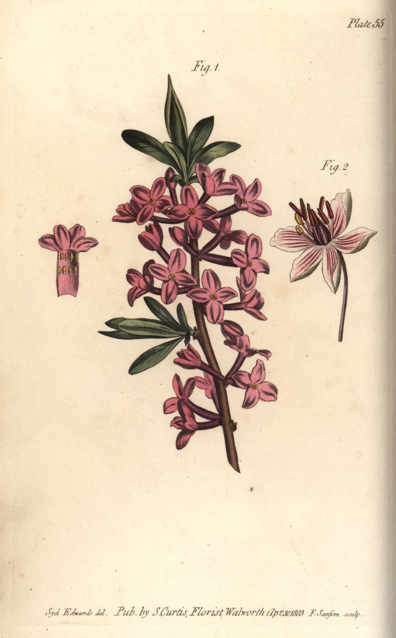 Mezereon, Daphne mezereum, Octandria tekijältä Sydenham Teast Edwards