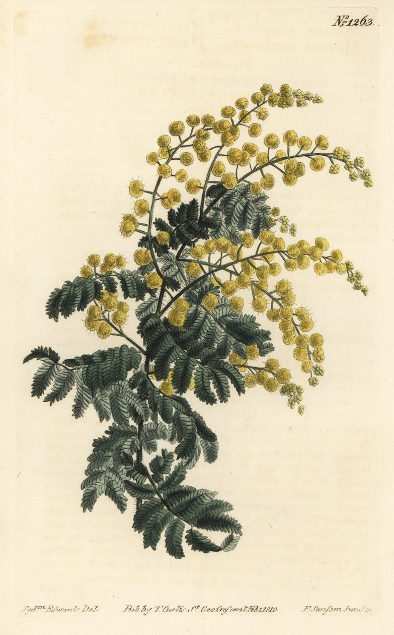 Mimosa - Untuvainen, Acacia pubescens, haavoittuva (Karvavartinen mimosa, Mimosa pubescens). F. Sansom Jr.:n käsinvärinen kuparikaiverrus Sydenham Edwardsin kuvituksen jälkeen William Curtisin kasvitieteellisestä lehdestä, T. Curtis, Lontoo tekijältä Sydenham Teast Edwards
