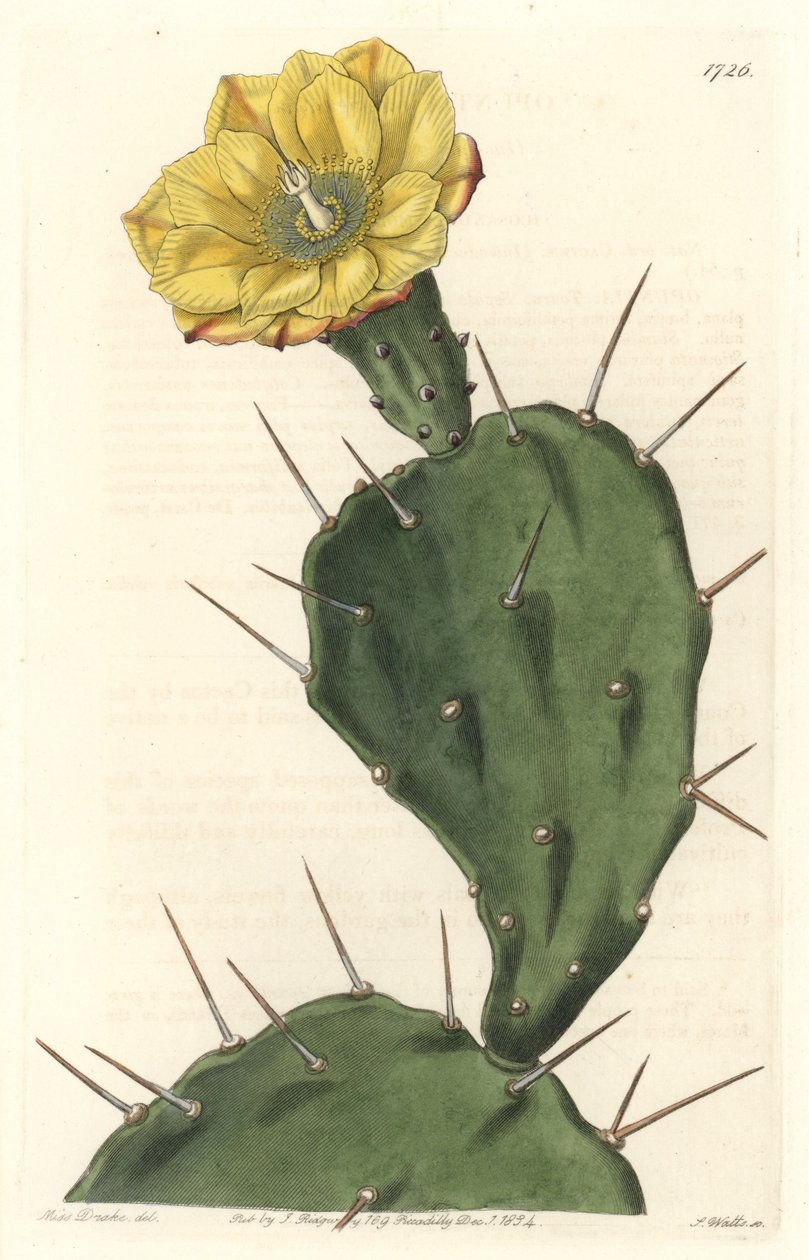 Monacanth Pactus, kukkiva kaktus, kotoisin Etelä-Amerikasta - S. Wattsin vahva vesi Sarah Anne Draken (1803-1857) kuvituksesta kasvitieteellisestä rekisteristä tekijältä Sydenham Teast Edwards