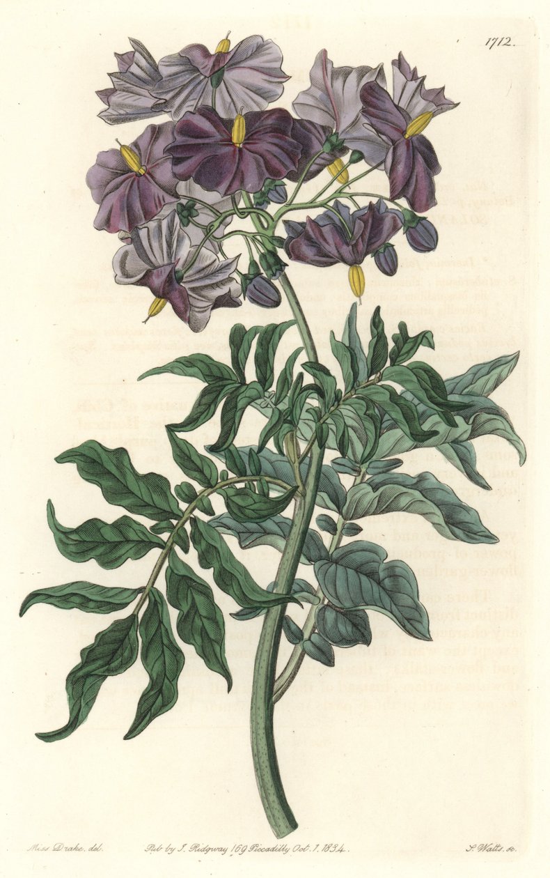 Morelle (Solanum), kotoisin Chilestä – S. Wattsin vahva vesi Sarah Anne Draken (1803-1857) kuvituksesta kasvitieteellisestä rekisteristä tekijältä Sydenham Teast Edwards