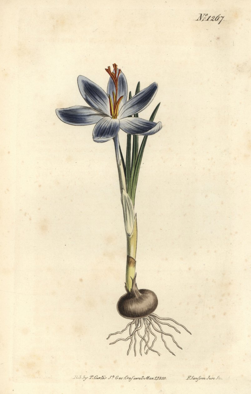 Vuorikrookus, Crocus serotinus. F. Sansom Jr.:n käsinvärinen kuparikaiverrus Sydenham Edwardsin kuvituksen jälkeen William Curtisin kasvitieteellisestä lehdestä, T. Curtis, Lontoo tekijältä Sydenham Teast Edwards