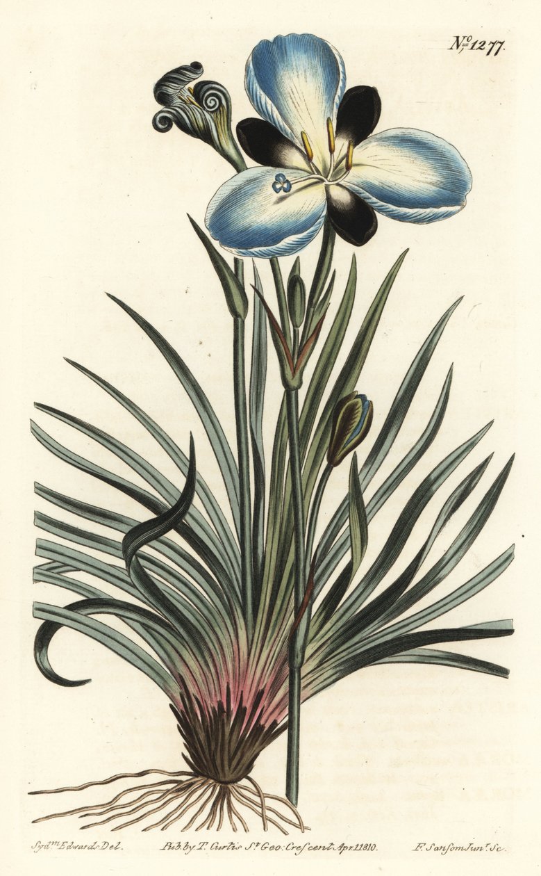Surkukukkainen aristea, Aristea lugens (Aristea melaleuca). F. Sansom Jr.:n käsinvärinen kuparikaiverrus Sydenham Edwardsin kuvituksen jälkeen William Curtisin kasvitieteellisestä lehdestä, T. Curtis, Lontoo tekijältä Sydenham Teast Edwards
