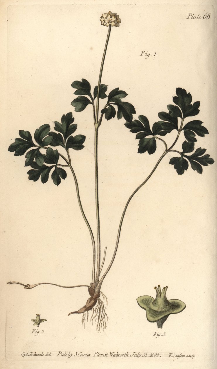 Muskroot, Adoxa moschatellina, Tetragynia, kukka 1 ja emi 2,3. F. Sansomin käsinvärinen kuparikaiverrus Sydenham Edwardsin kasvitieteellisestä kuvituksesta William Curtisin kasvitieteen luentoihin, sellaisena kuin se on toimitettu Lambethin kasvitieteellis tekijältä Sydenham Teast Edwards