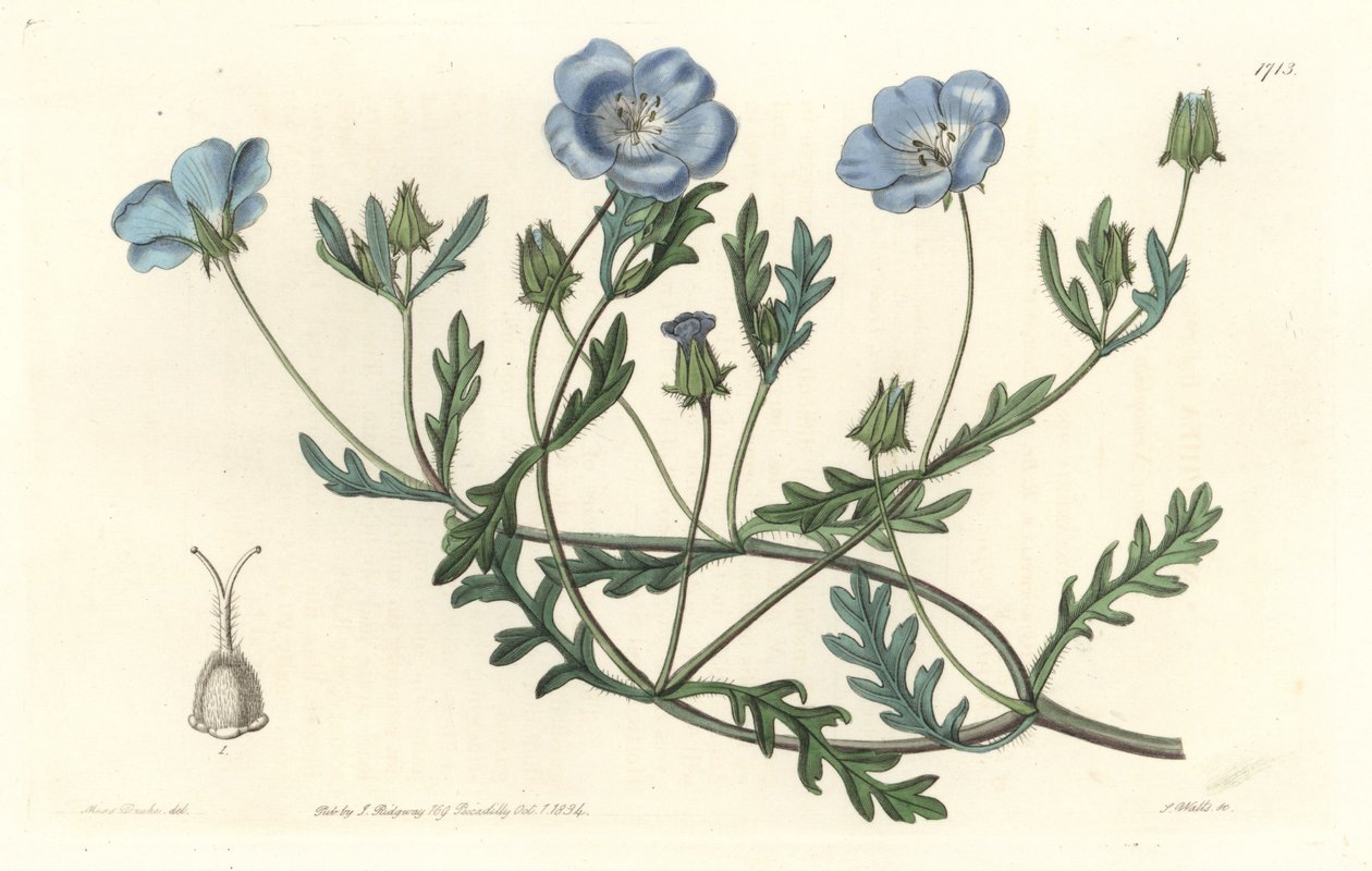 Namophile maculee, alunperin Kaliforniasta - S. Wattsin Water forte Sarah Anne Draken (1803-1857) kuvituksesta kasvitieteellisestä rekisteristä tekijältä Sydenham Teast Edwards