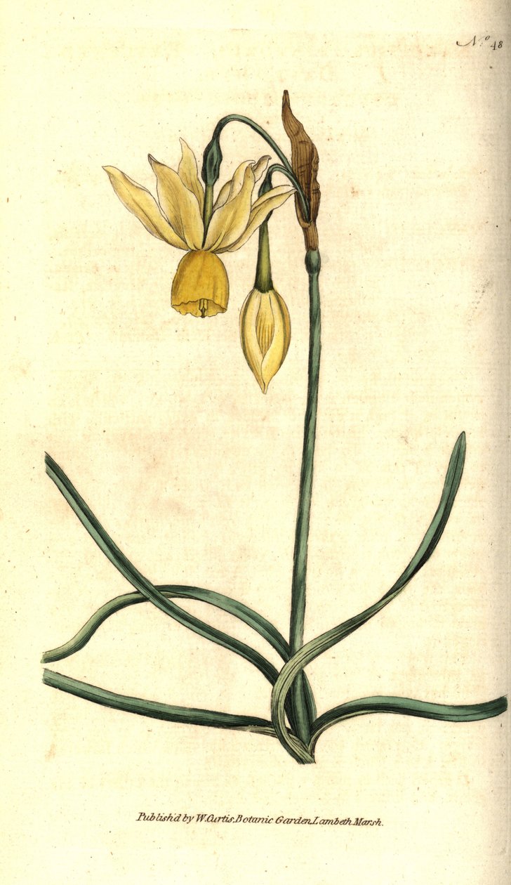 Narcissus - Heijastunut narsissi, Narcissus triandrus. Käsinvärinen kuparikaiverrus James Sowerbyn kasvitieteellisen kuvituksen mukaan William Curtisin The Botanical Magazinesta, Lambeth Marsh, Lontoo tekijältä Sydenham Teast Edwards