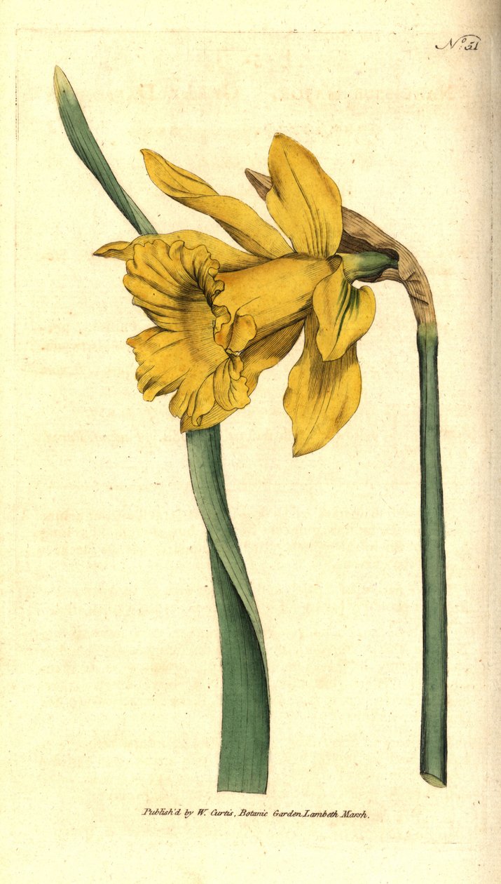 Narcissus - espanjalainen narsissi, Narcissus hispanicus (suuri narsissi, Narcissus major). Käsinvärinen kuparikaiverrus William Curtisin The Botanical Magazine -lehden kasvitieteellisen kuvituksen jälkeen, Lambeth Marsh, Lontoo tekijältä Sydenham Teast Edwards