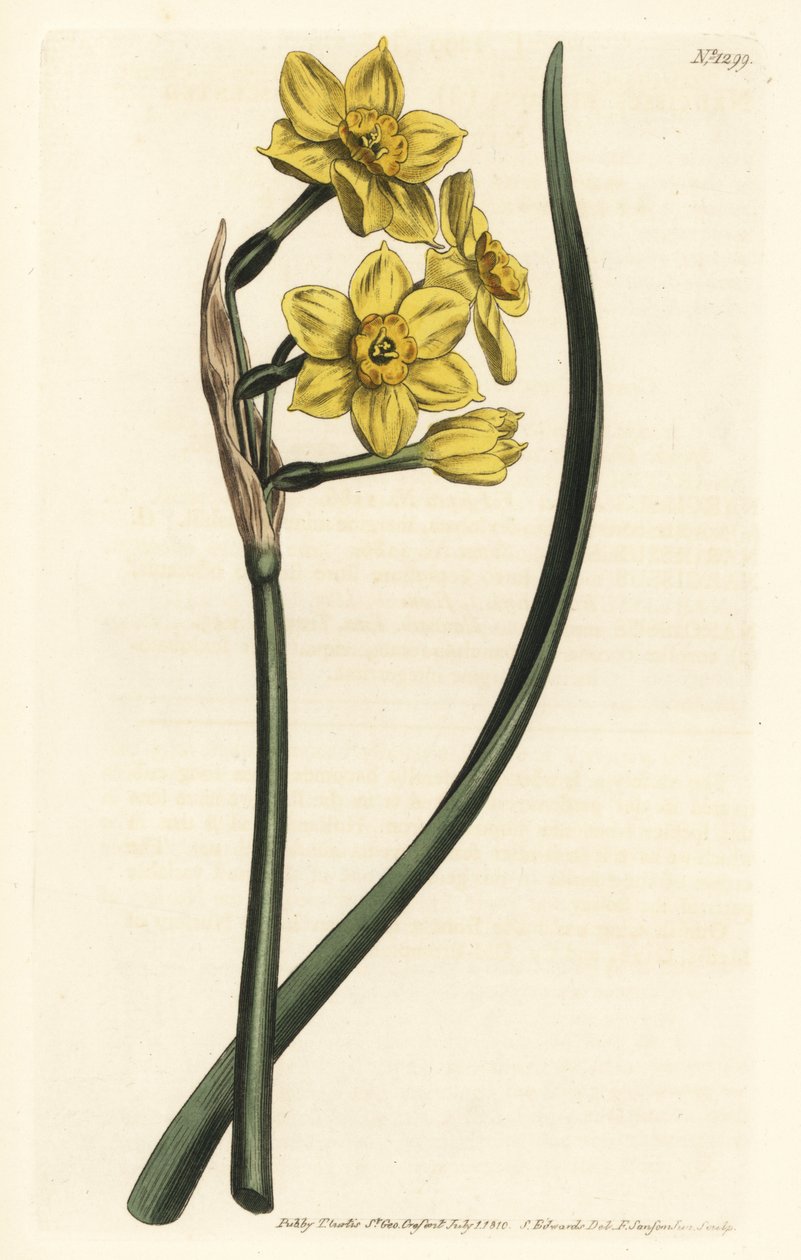 Narcissus kimppu Kimppukukkainen narsissi, Narcissus tazetta subsp. aureus (narsissin tuoksuinen narsissi, Narcissus bifrons) - F. Sansom Jr.:n käsinvärinen kuparikaiverrus Sydenham Edwardsin kuvituksen jälkeen William Curtisin Botanical Magasta tekijältä Sydenham Teast Edwards