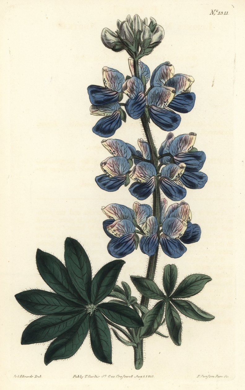 Nootka Lupin - Nootka-Sound lupiini, Lupinus nootkatensis. F. Sansom Jr.:n käsinvärinen kuparikaiverrus Sydenham Edwardsin kuvituksen jälkeen William Curtisin kasvitieteellisestä lehdestä, T. Curtis, Lontoo tekijältä Sydenham Teast Edwards