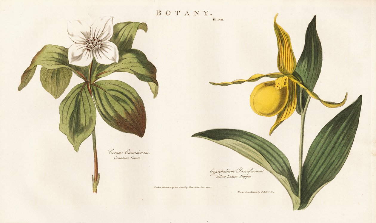 Pohjois-Amerikan luonnonvaraiset kukat: Bunchberry ja Yellow Lady