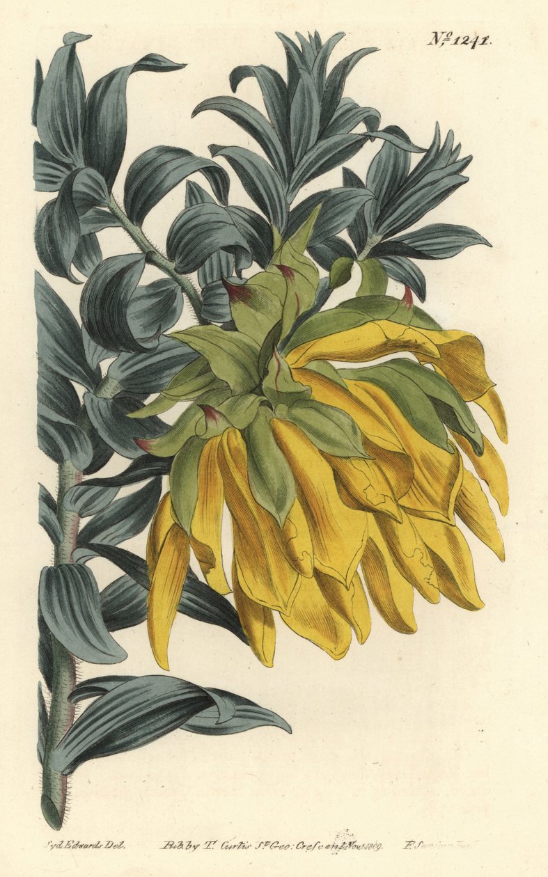 Oranssi nyökkääpäinen tai vuoristodaalia, Lipari splendens (Ruscus-leaved liparia, Lipari sphaerica). F. Sansom Jr.:n käsinvärinen kuparikaiverrus Sydenham Edwardsin kuvituksen jälkeen William Curtisin kasvitieteellisestä lehdestä, T. Curtis, Lontoo tekijältä Sydenham Teast Edwards