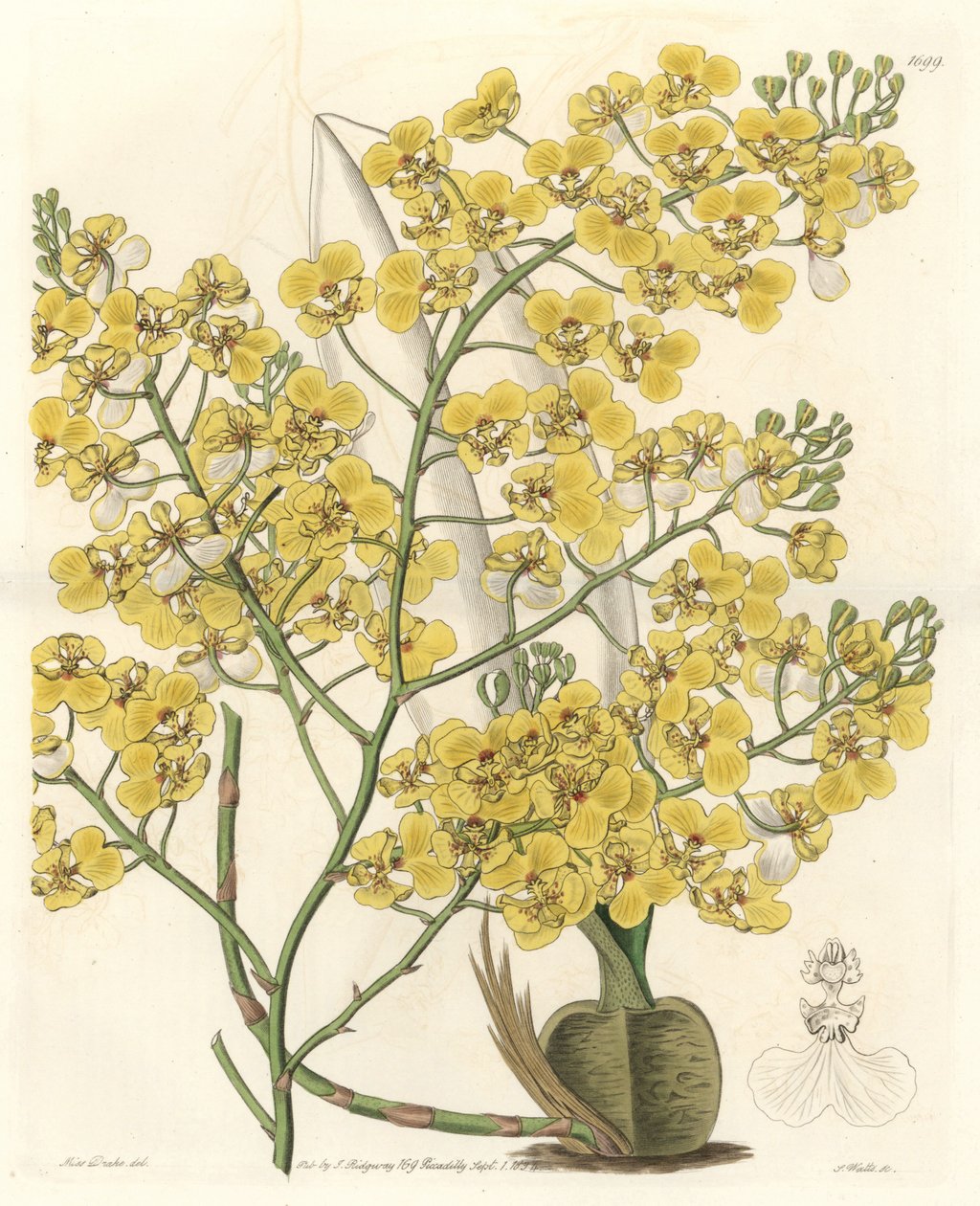 Orkidea (Oncidium ampliatum), keltaiset kukat, kotoisin Uudesta-Seelannista – S. Wattsin Water forte Sarah Anne Draken (1803-1857) kuvituksesta kasvitieteellisestä rekisteristä tekijältä Sydenham Teast Edwards