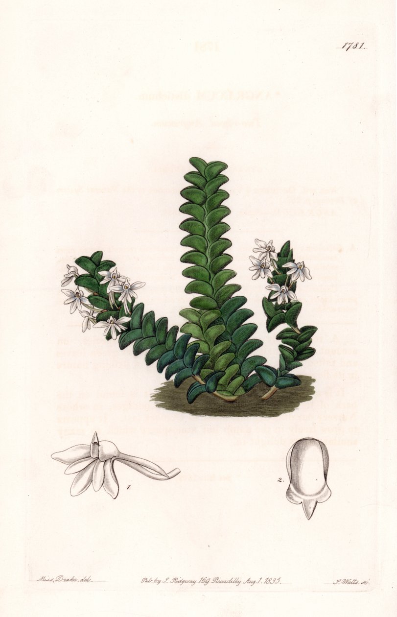 Orkidea: Angraecum-lajike, kotoisin Päiväntasaajan Afrikasta - S. Wattsin kaivertama levy Sarah Anne Draken (1803-1857) kuvituksesta, Englannin Sydenham Edwardsin (1768-1819) kasvitieteellisestä rekisteristä tekijältä Sydenham Teast Edwards